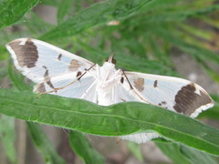 Polythlipta liquidalis