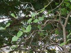 Mitragyna parvifolia