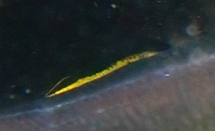 Labroides bicolor