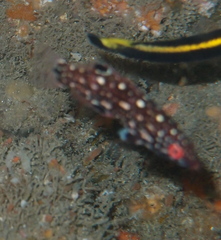 Bodianus diana