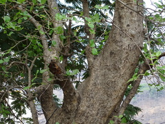 Mitragyna parvifolia