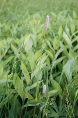 Bistorta alopecuroides