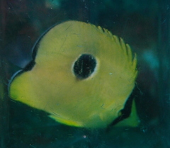 Chaetodon interruptus