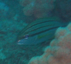 Pomadasys striatus