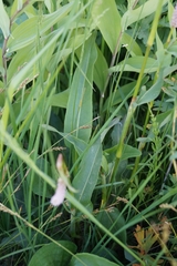 Bistorta alopecuroides