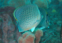 Chaetodon guttatissimus