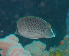 Chaetodon guttatissimus
