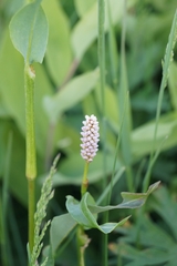 Bistorta alopecuroides