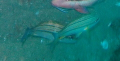 Pomadasys striatus