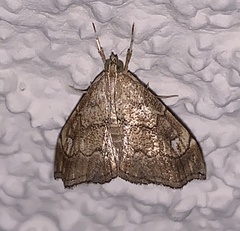 Scybalistodes periculosalis