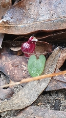 Corybas unguiculatus