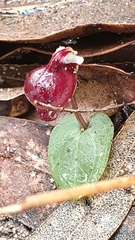 Corybas unguiculatus