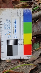 Corybas unguiculatus