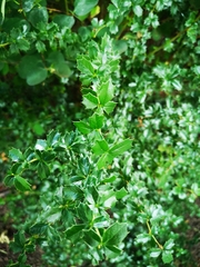 Berberis darwinii