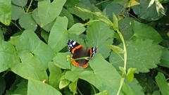 Vanessa atalanta