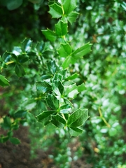Berberis darwinii
