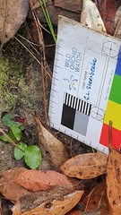 Corybas unguiculatus