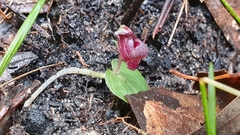 Corybas unguiculatus