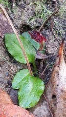 Corybas unguiculatus