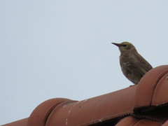 Sturnus vulgaris