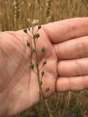Camelina