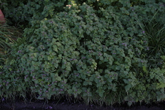 Lamium hybridum