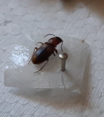 Stenolophus teutonus