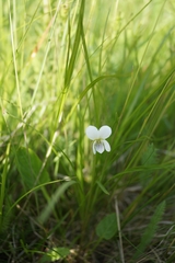 Viola patrinii