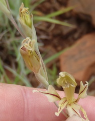 Gladiolus permeabilis