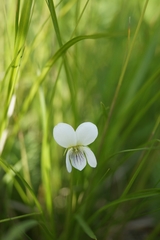 Viola patrinii