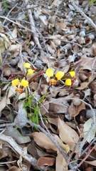 Diuris brumalis