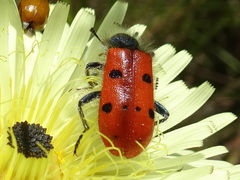 Trichodes octopunctatus