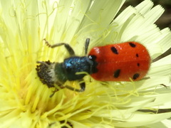 Trichodes octopunctatus