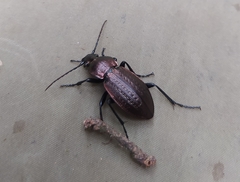Carabus arvensis
