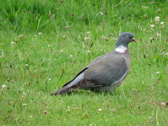 Columba palumbus