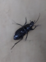 Carabus arvensis