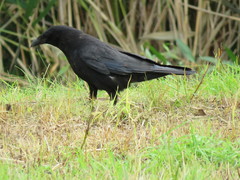 Corvus corone