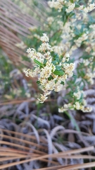 Trymalium ledifolium