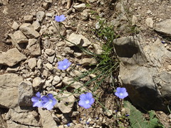 Linum narbonense
