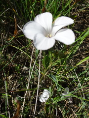 Linum suffruticosum