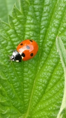 Coccinella septempunctata