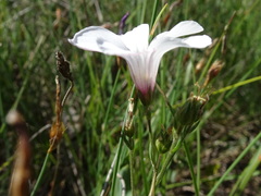 Linum suffruticosum