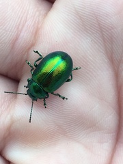 Chrysolina graminis