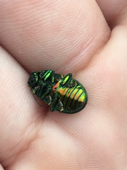 Chrysolina graminis