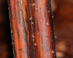 Hispidula dicksoniae