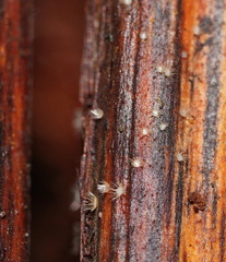 Hispidula dicksoniae