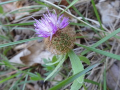 Centaurea pectinata