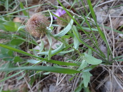 Centaurea pectinata