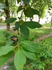 Prunus virginiana