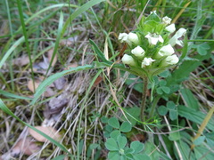 Prunella laciniata